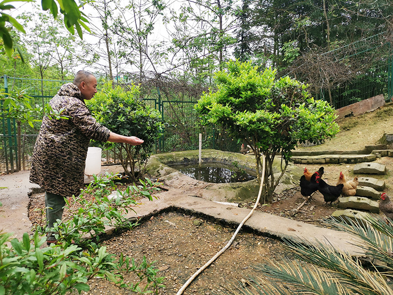 20250208862356.jpg 9.后勤工作人员,正在细心喂养园区鸡鸭鹅.jpg